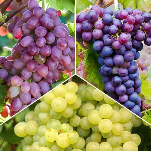 Ofertă specială! Viță de vie Elite, set de 3 soiuri imagine 1 articol 6977