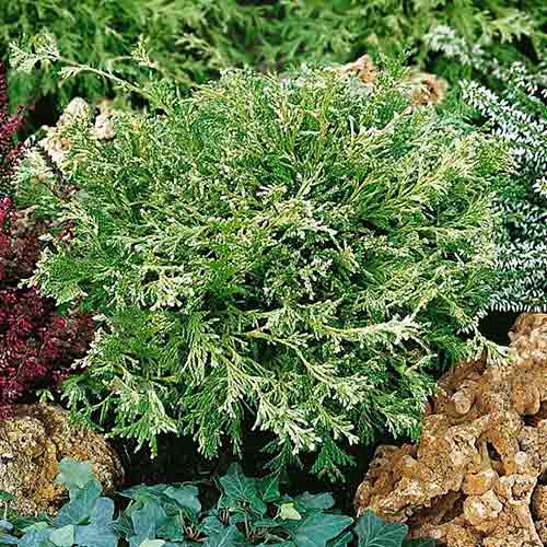 Chiparos White Beauty articol fotografie 1 Chiparos White Beauty imagine 1 articol 4499