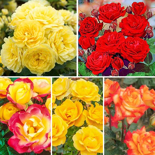 Super ofertă! Trandafiri floribunda Magic colors, de 5 soiuri imagine 1 articol 2261