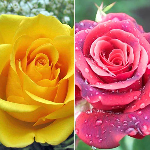 Super ofertă! Trandafiri teahibrizi Duo, 2 soiuri imagine 1 articol 2331