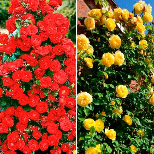 Ofertă specială! Trandafiri urcători Duo, set de 2 soiuri articol fotografie 1 Ofertă specială! Trandafiri urcători Duo, set de 2 soiuri imagine 1 articol 3699