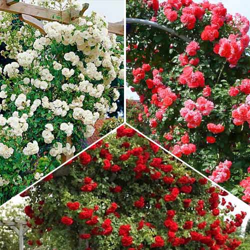 Super ofertă! Trandafiri urcători Trio, 3 soiuri imagine 1 articol 2333