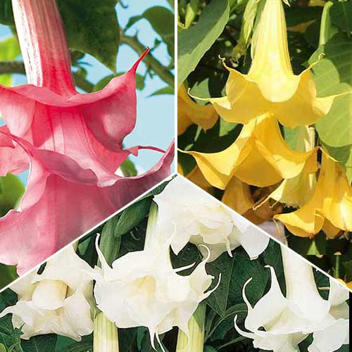 Ofertă specială! Trompeta îngerilor Angel, set de 3 soiuri imagine 1 articol 76658