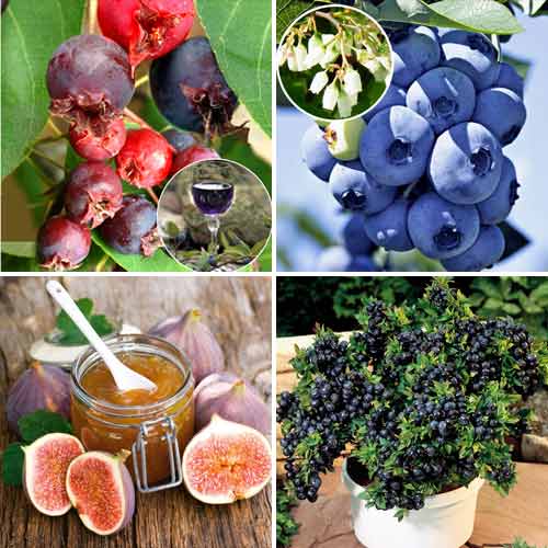 Super ofertă! Arbuști fructiferi Viață dulce, set de 4 soiuri imagine 1 articol 8498