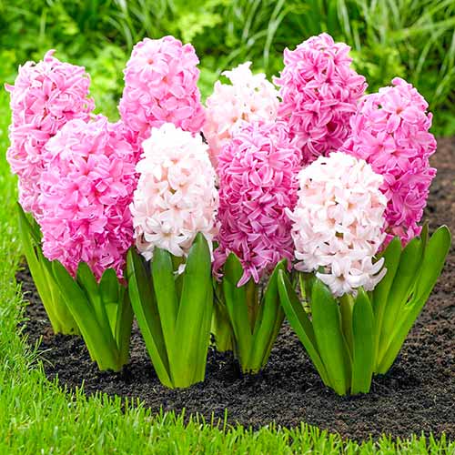 Super ofertă! Zambile duo, set de 2 soiuri imagine 1 articol 67910