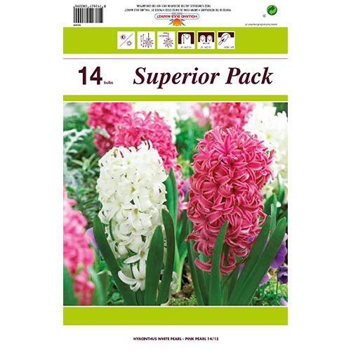 Ofertă specială! Zambile, set de 14 bulbi imagine 1 articol 67550