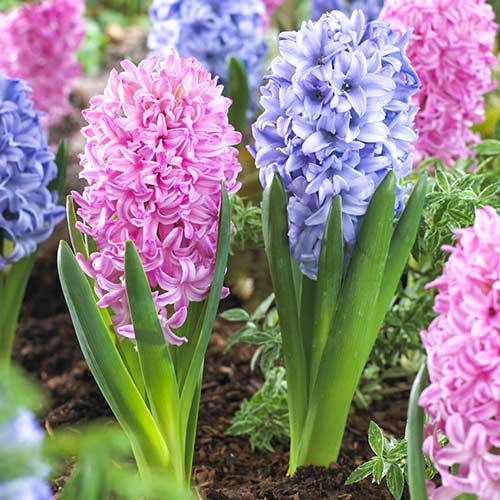 Super ofertă! Zambile, set de 14 bulbi imagine 1 articol 67908