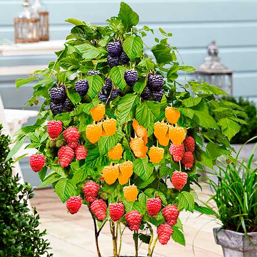 Zmeuri Trio (7584) imagine 1 articol 7584