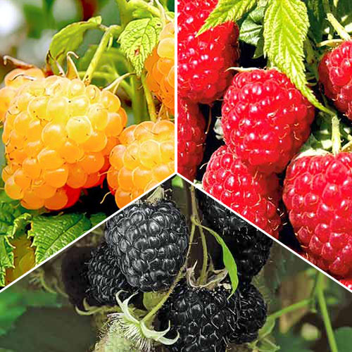 Super ofertă! Zmeuri Trio, set 3 soiuri imagine 1 articol 7654