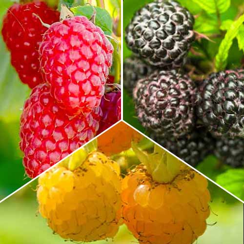 Ofertă specială! Zmeuri Trio, set de 3 soiuri imagine 1 articol 8041