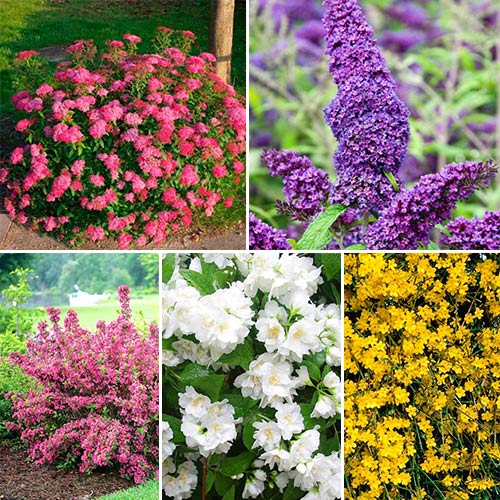 Super-ofertă! Set de ”Grădină înfloritoare” de 5 soiuri imagine 1 articol 2443