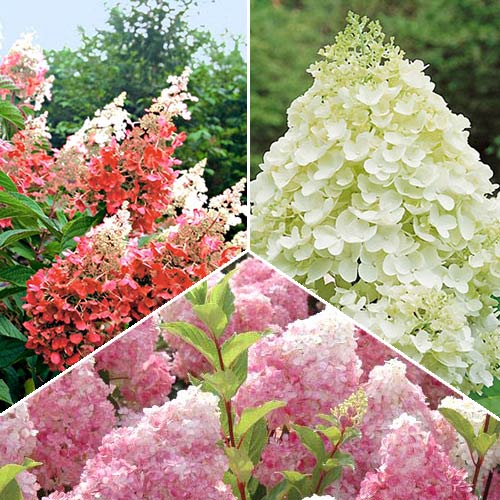 Super-ofertă! Set de ”Hortensii Magice” de 3 soiuri imagine 1 articol 2415