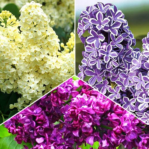 Super-ofertă! Set de "Liliac parfumat" de 3 soiuri articol fotografie 1 Super-ofertă! Set de "Liliac parfumat" de 3 soiuri imagine 1 articol 2440