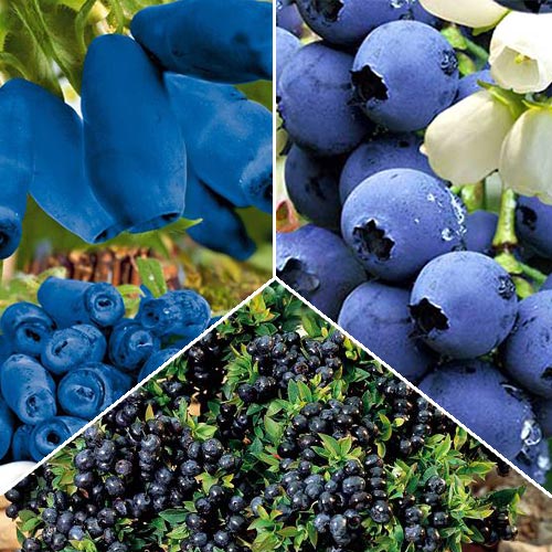 Super ofertă! Arbuști fructiferi Fructele Pădurii, 3 soiuri imagine 1 articol 9255