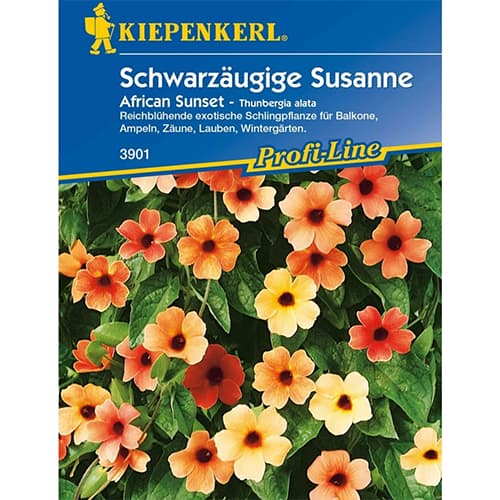 Thunbergia Susanne African Sunset articol fotografie 1 Thunbergia Susanne African Sunset imagine 1 articol 86309