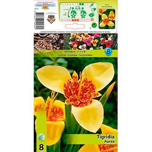 Tigridia Aurea imagine 1 articol 70450