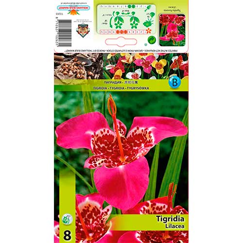 Tigridia Lilacea articol fotografie 1 Tigridia Lilacea imagine 1 articol 70451