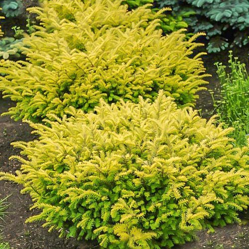 Tisa Kupfergold imagine 1 articol 9448