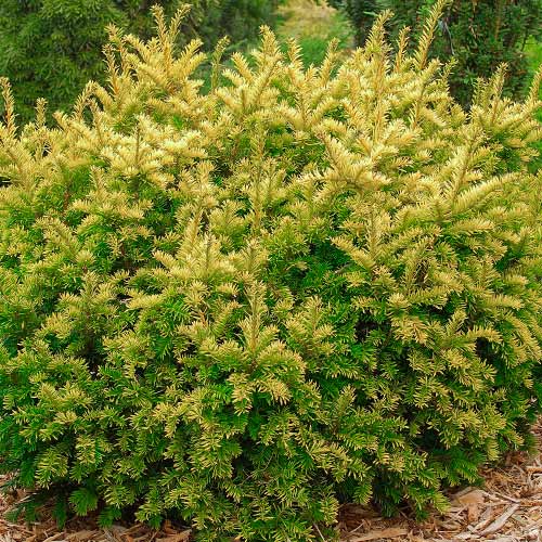 Tisa Summergold articol fotografie 1 Tisa Summergold imagine 1 articol 9449