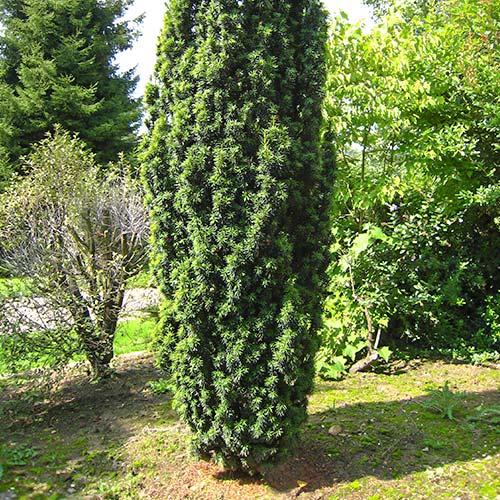 Tisa Wojtek imagine 1 articol 9410