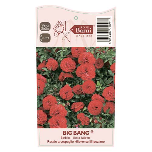 Trandafir mini Big Bang®, C5 imagine 3 articol 5552