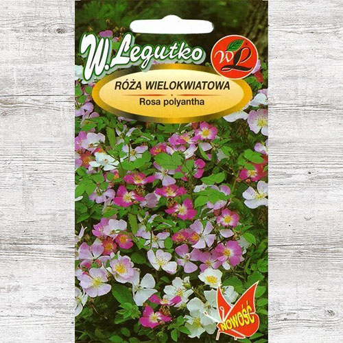 Trandafir chinezesc roz Legutko articol fotografie 1 Trandafir chinezesc roz Legutko imagine 1 articol 87117