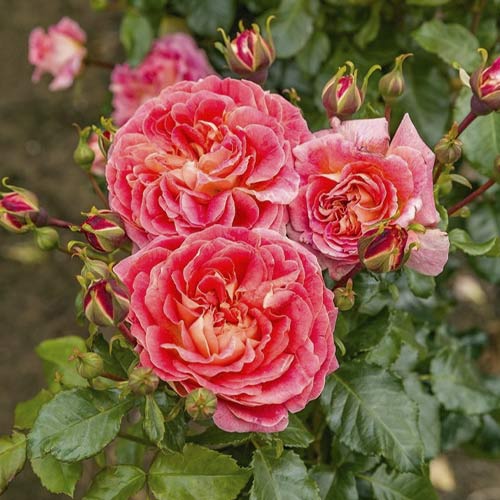 Trandafir floribunda Designer Sunset®, C3 imagine 1 articol 4984