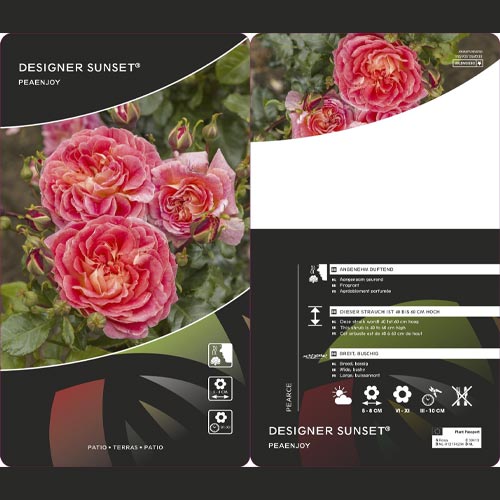 Trandafir floribunda Designer Sunset®, C3 imagine 2 articol 4984