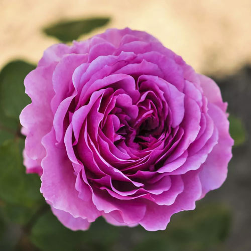 Trandafir floribunda Adore Aroma®, С3 imagine 1 articol 2065