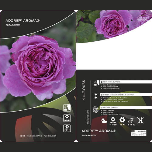 Trandafir floribunda Adore Aroma®, С3 imagine 3 articol 2065