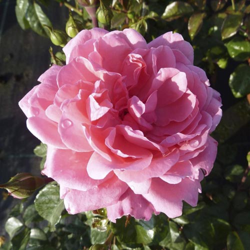 Trandafir floribunda Berleburg ®, С5 articol fotografie 2 Trandafir floribunda Berleburg ®, С5 imagine 2 articol 6170