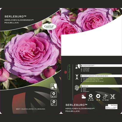 Trandafir floribunda Berleburg ®, С5 articol fotografie 3 Trandafir floribunda Berleburg ®, С5 imagine 3 articol 6170