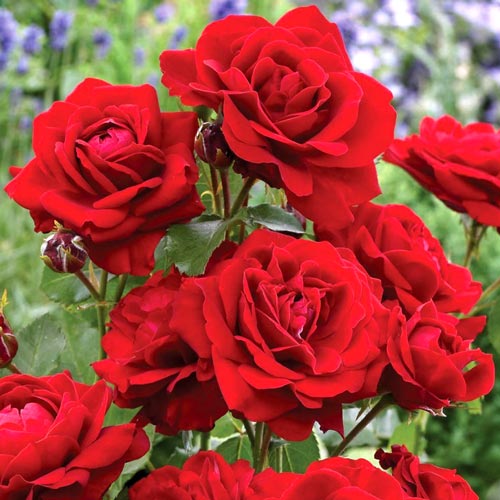 Trandafir floribunda Black Cherry imagine 1 articol 2189