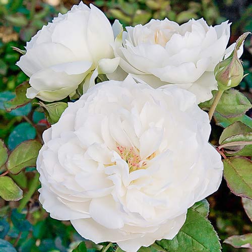 Trandafir floribunda Bolero articol fotografie 1 Trandafir floribunda Bolero imagine 1 articol 2191