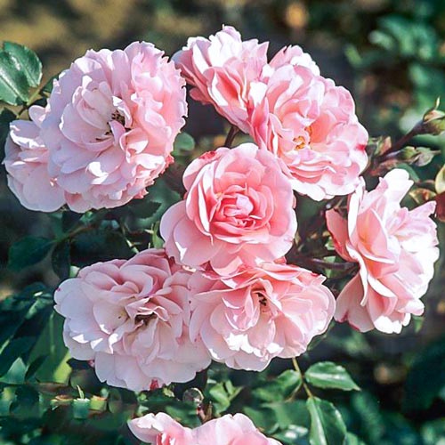 Trandafiri floribunda Bonica articol fotografie 1 Trandafiri floribunda Bonica imagine 1 articol 2211