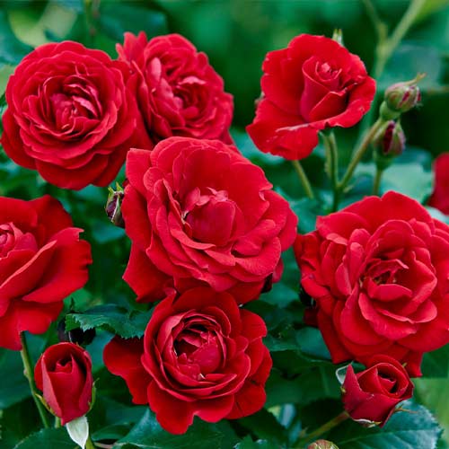 Trandafir floribunda Bordo articol fotografie 1 Trandafir floribunda Bordo imagine 1 articol 6127