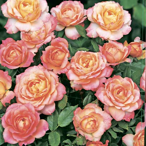 Trandafir floribunda Briosa®, C5 articol fotografie 1 Trandafir floribunda Briosa®, C5 imagine 1 articol 6149