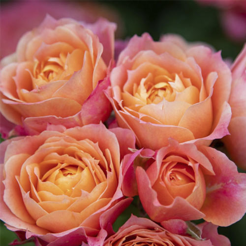 Trandafir floribunda Briosa®, C5 articol fotografie 2 Trandafir floribunda Briosa®, C5 imagine 2 articol 6149