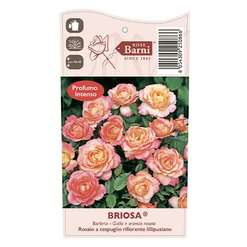 Trandafir floribunda Briosa®, C5 articol fotografie 4 Trandafir floribunda Briosa®, C5 imagine 4 articol 6149