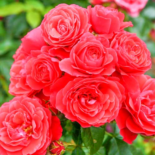 Trandafir floribunda Cherry Girl imagine 1 articol 2203