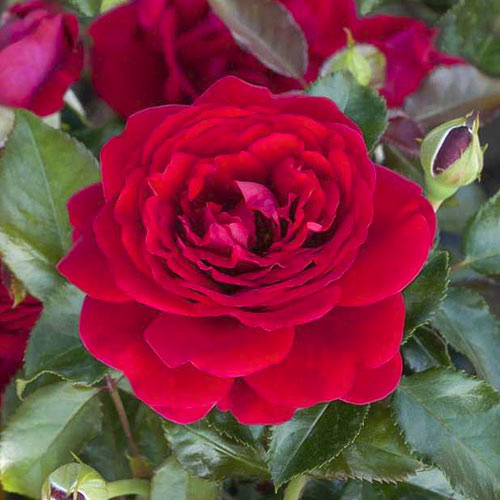 Trandafir floribunda Chic™ Fashion ®, С3 imagine 1 articol 6172