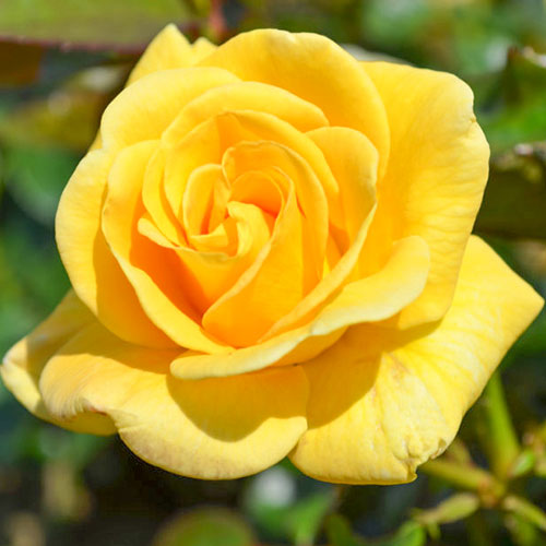 Trandafir floribunda Conquest imagine 1 articol 4549