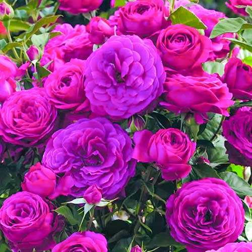 Trandafir floribunda Dark Pink articol fotografie 1 Trandafir floribunda Dark Pink imagine 1 articol 5882