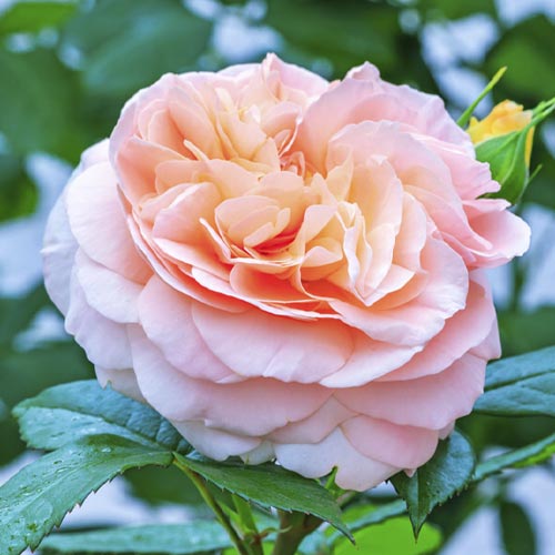 Trandafir floribunda Duchess of Cornwall imagine 1 articol 6208