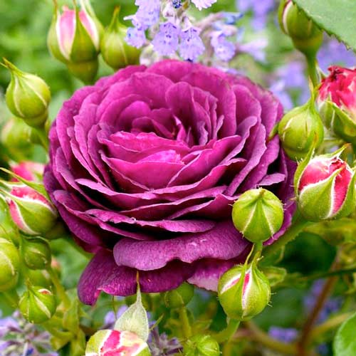 Trandafir floribunda Ebb Tide articol fotografie 1 Trandafir floribunda Ebb Tide imagine 1 articol 2204
