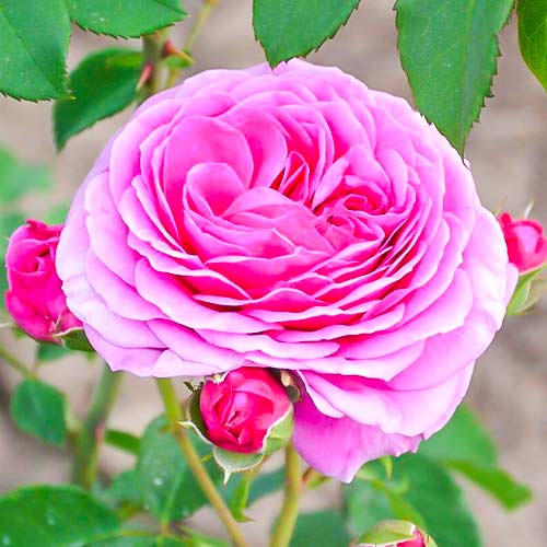 Trandafir floribunda Frayla Miarija articol fotografie 1 Trandafir floribunda Frayla Miarija imagine 1 articol 5000