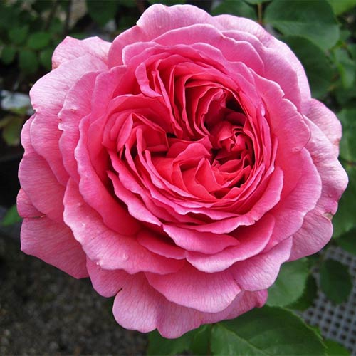 Trandafir floribunda Frida imagine 1 articol 3651