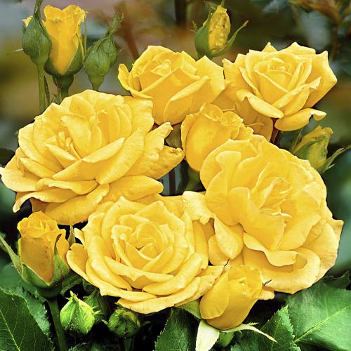 Trandafir floribunda Friesia imagine 1 articol 6209