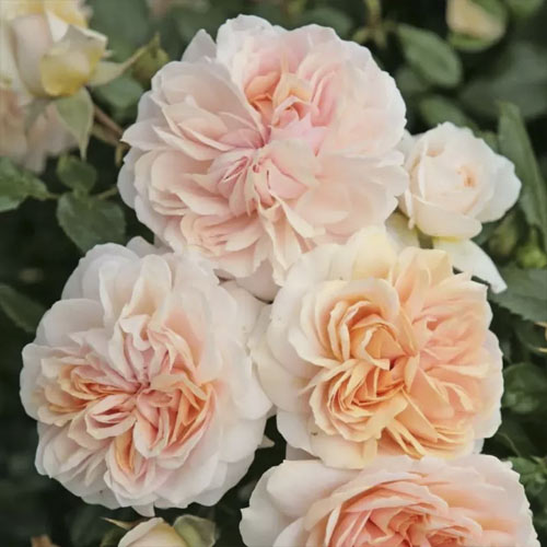 Trandafir floribunda Garden of Roses®, C5 imagine 1 articol 5822