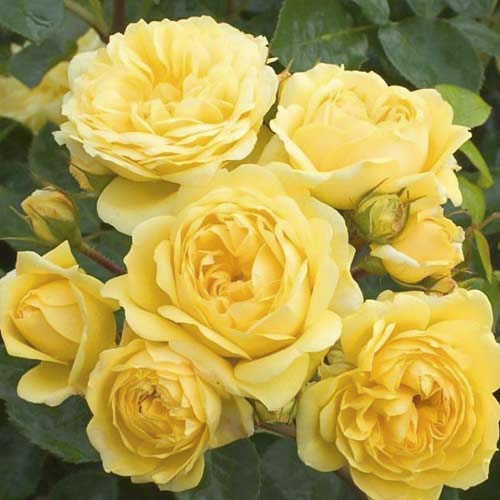 Trandafir floribunda Golden Border imagine 1 articol 6211